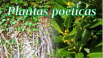 Plantas poéticas